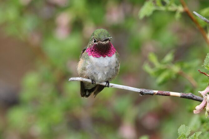 Full Day Tour in Rocky Mountain National Park Lunch Included - Key Points