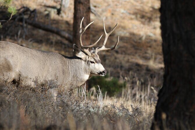 Full Day Tour in Rocky Mountain National Park Lunch Included - The Value of this Tour