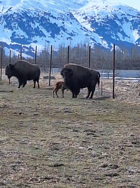 Full-day Tour in Turnagain - What to Expect from the Full-day Turnagain Tour