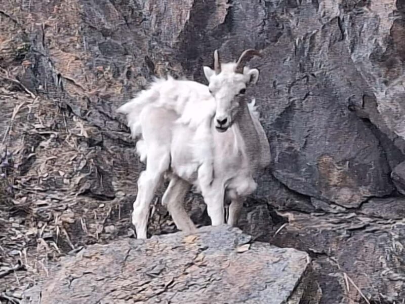 Full-day Tour in Turnagain - Who Would Love This Tour?