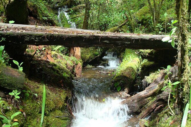 Full-Day Tour Llano Grande Waterfalls and Coffee Plantation in Huatulco! - A Closer Look at the Tour Experience