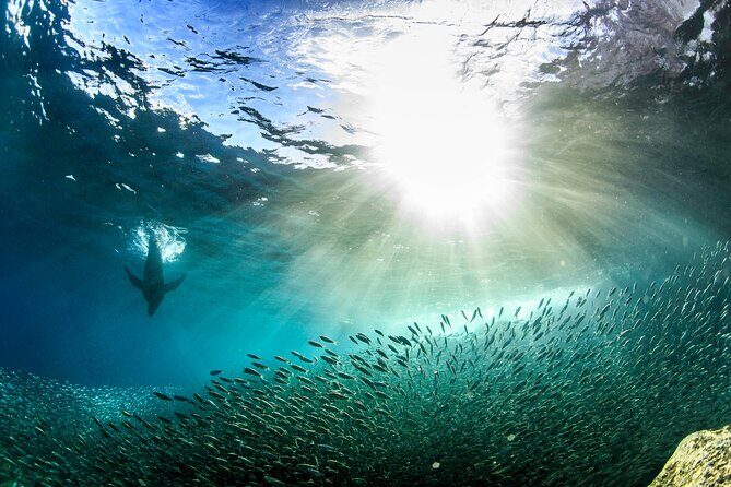 Full-Day Tour Nature Experience at Isla Espiritu Santo! Sea Lions - Key Points