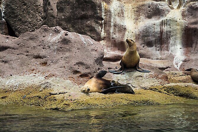 Full-Day Tour Nature Experience at Isla Espiritu Santo! Sea Lions - Considerations and Potential Downsides