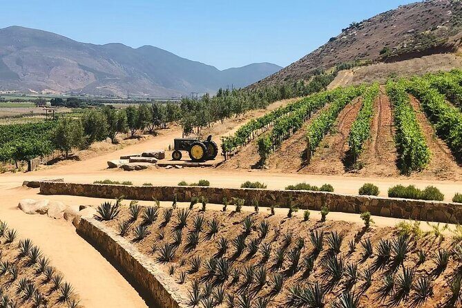 Full Day Tour on the Wine Route, Valle de Guadalupe - Getting to Know the Itinerary