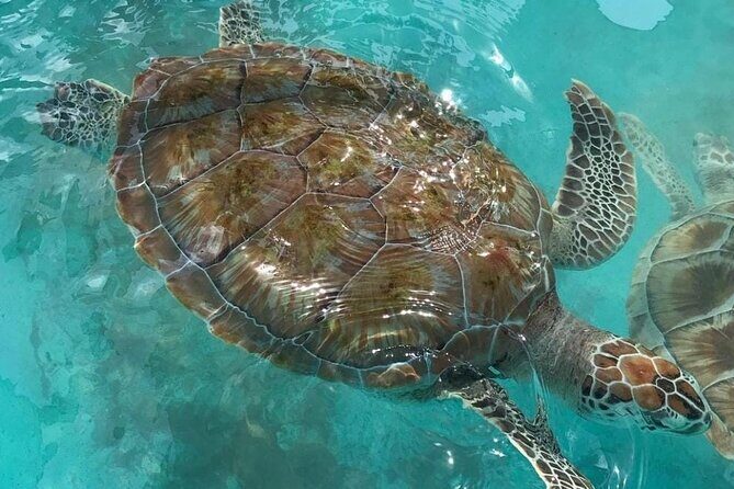 Full Day Tour Snorkeling with Turtles in Akumal, Tulúm and Playa del Carmen - Key Points