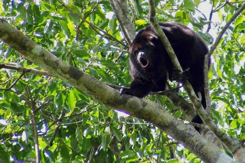 Full Day Tour to Cobá Ruins, Punta Laguna & Cenote - Exploring Cobá: A Glimpse into Ancient Mayan Life