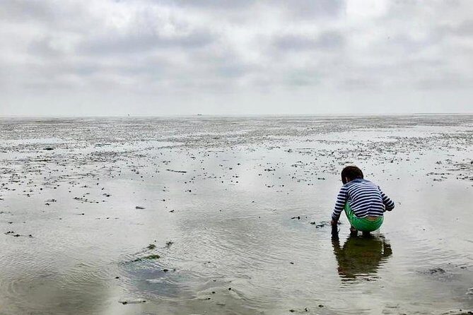 Full day tour to Texel - Friesian Islands - from Amsterdam - Wildlife and Nature: Seals, Birds, and Plants