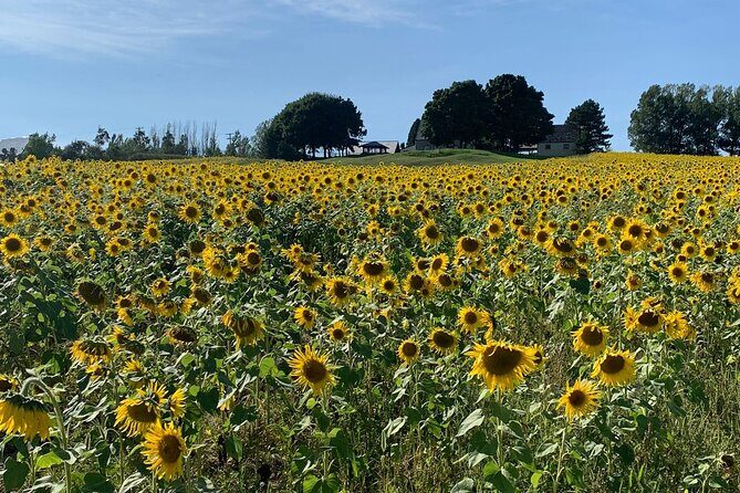 Full day Tour with Private Driver in Quebec - The Sum Up