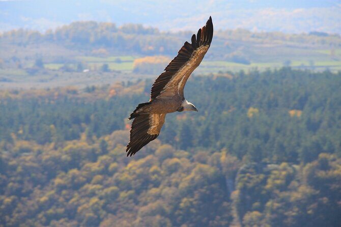 Full Day Trip from Belgrade: Uvac Nature Reserve Tour - An In-Depth Look at the Uvac Nature Reserve Tour