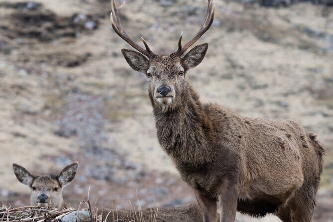 Full-Day Trip: Glenfinnan Viaduct & The Highlands from Edinburgh - The Experience in Detail: Pros and Cons