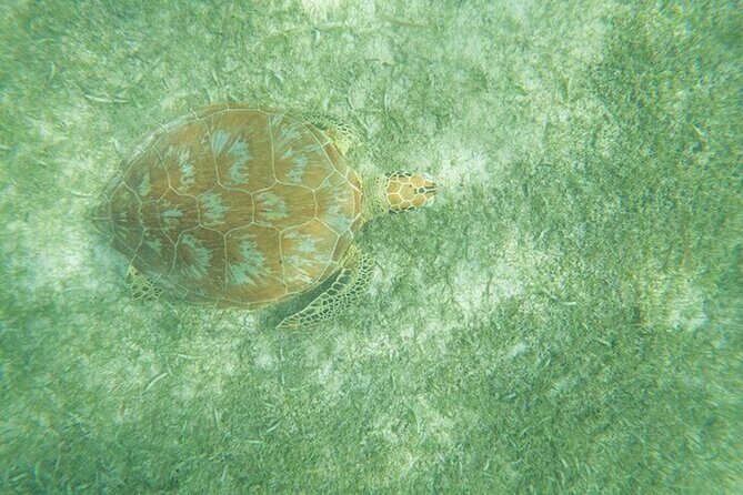 Full Day Tulum Ruins Tour with Cenote and Snorkeling Sea Turtles - Frequently Asked Questions