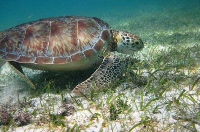 Full day Tulum & Snorkelling with sea turtles, cenote and lunch - Frequently Asked Questions