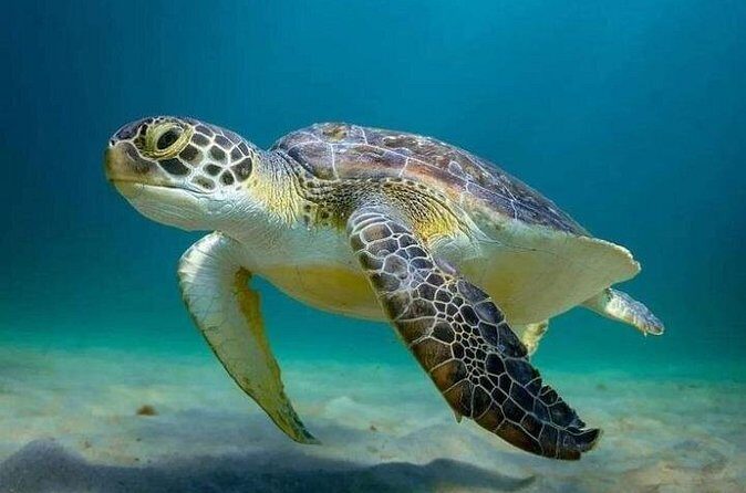 Full day Tulum & Snorkelling with sea turtles, cenote and lunch - Final Thoughts