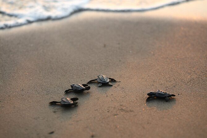 Full Day Turtle Beach Tour With Lake and Mud Baths From Marmaris - Turtle Beach: Nature and Wildlife