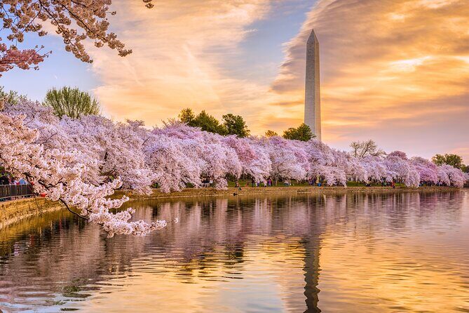 Full Day US Capitol Visit with Cherry Blossom & Potomac Cruise - Memorials and Cultural Landmarks