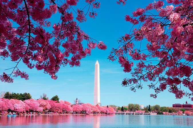 Full Day US Capitol Visit with Cherry Blossom & Potomac Cruise - The Georgetown Boat Ride and Lunch