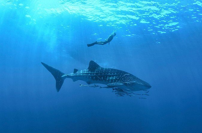 Full-Day Whale Shark Snorkeling Adventure with Beach Lunch - The Experience Through the Lens of Other Travelers