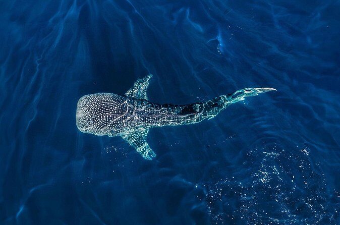 Full-Day Whale Shark Snorkeling Adventure with Beach Lunch - Final Thoughts