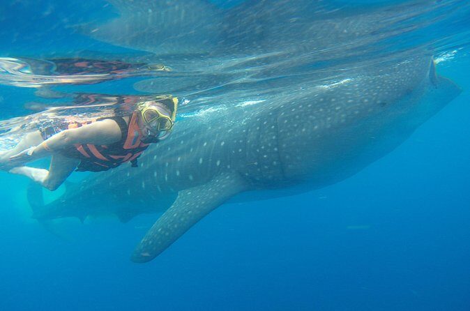 Full-Day Whale Shark Tour Puerto Morelos with Pickup and Lunch - FAQs