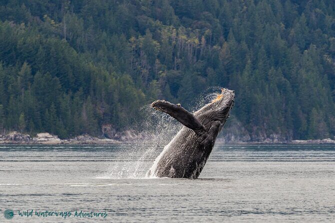 Full Day Whale Watching Campbell River - What is the Full Day Whale Watching Experience in Campbell River?