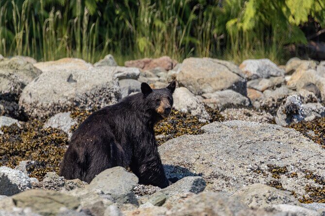 Full Day Whale Watching Campbell River - Practical Details: Booking, Timing, and Tips