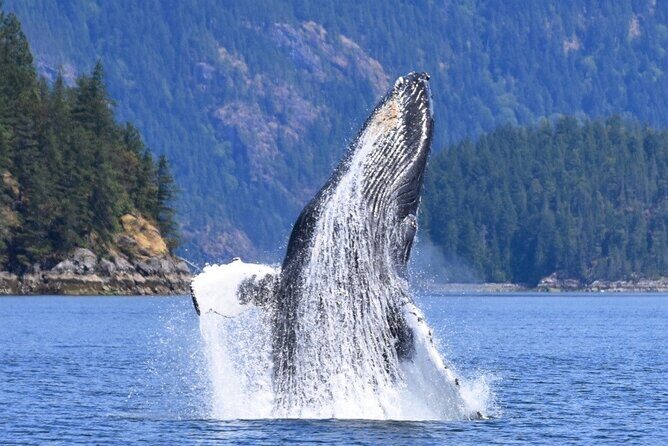 Full Day Whale Watching Campbell River - What Reviewers Are Saying