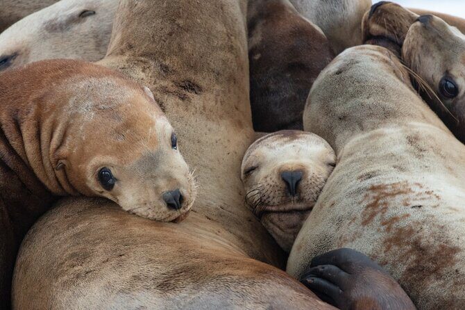 Full Day Whale Watching Campbell River - FAQ