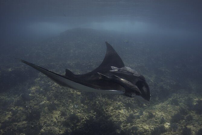 Full Day Wildlife Expedition in the Sea of Cortez - What Reviewers Say (Based on Available Comments)