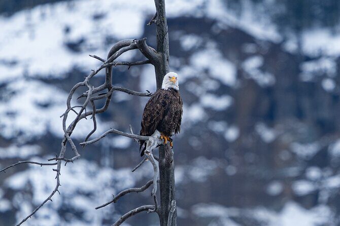 Full Day Wildlife Photography Tour In Yellowstone National Park - The Experience: What to Expect on the Full Day Wildlife Photography Tour