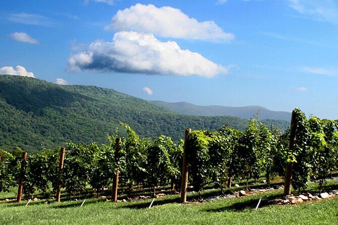 Full-Day Wine Country Wine Tastings From Atlanta - A Deep Dive into the Tour Experience