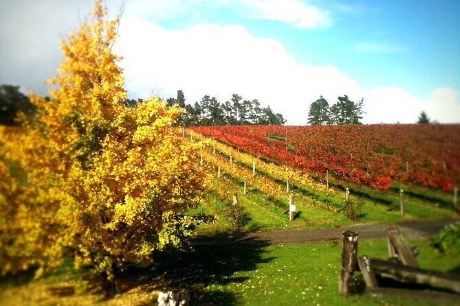 Full-Day Wine Tasting Tour in Auckland with 3-Course Vineyard Lunch - Who is This Tour Best For?