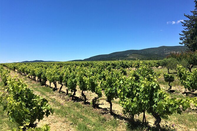 Full-Day Wine Tour around Luberon from Marseille - The Afternoon: The Third Winery and Return
