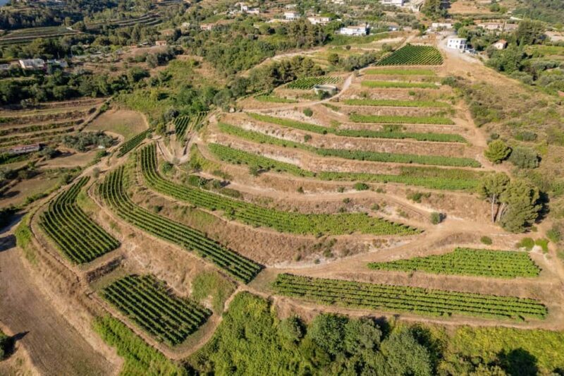 Full-Day Wine Tour in Bellet & Saint-Paul de Vence From Nice - Key Points