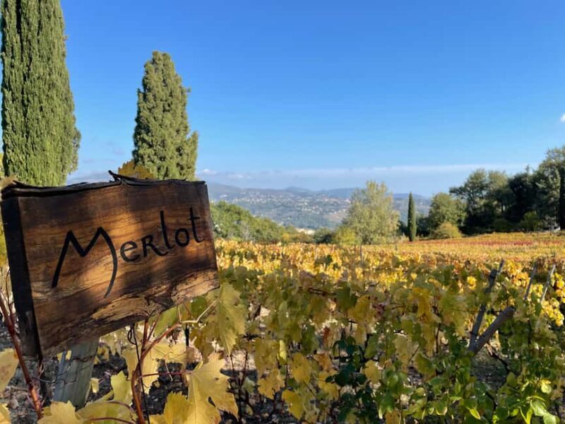 Full-Day Wine Tour in Bellet & Saint-Paul de Vence From Nice - The Wineries: What Makes Them Special?