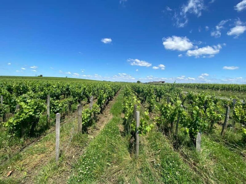 Full Day Wine tour in saint emilion & Margaux - Exploring Bordeaux’s Wine Regions in One Day