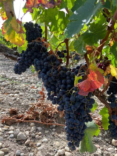 Full Day Wine tour in saint emilion & Margaux - Authentic Experiences and Guest Feedback