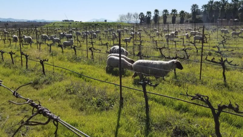 Full-Day Wine Tour to Napa & Sonoma 3 Tastings Included - Who Is This Tour Best For?
