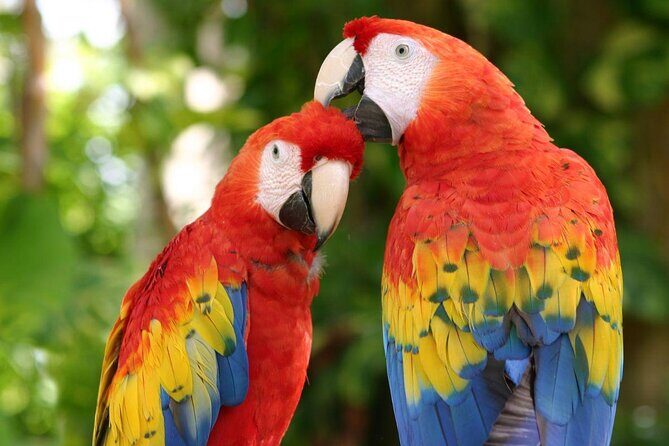 Full day Xcaret Plus & Buffet & from Cancun & Playa del Carmen - Key Points