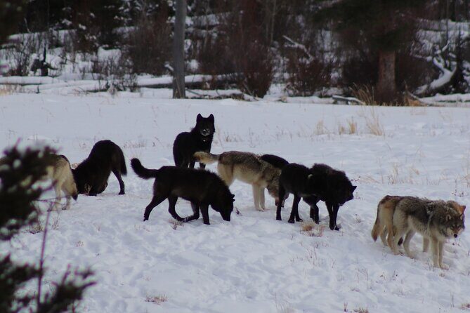 Full Day Yellowstone National Park Tour with Pick up included - FAQ