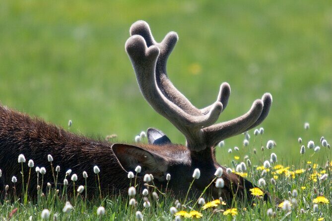 Full Day Yellowstone Nat'l Park Tour From West Yellowstone - FAQs