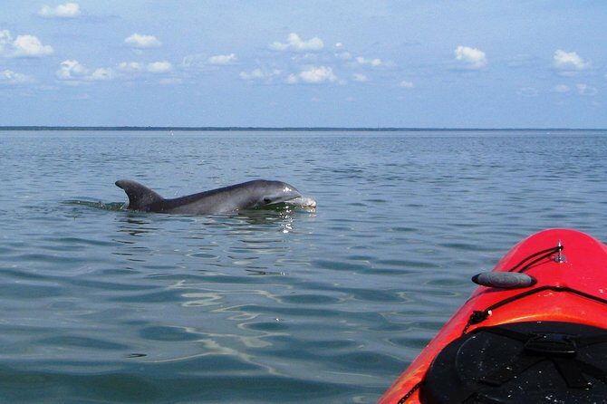 Fully Guided Kayaking Backwater Manatee and Dolphin Tour - Fully Guided Kayaking Backwater Manatee and Dolphin Tour: Honest Review