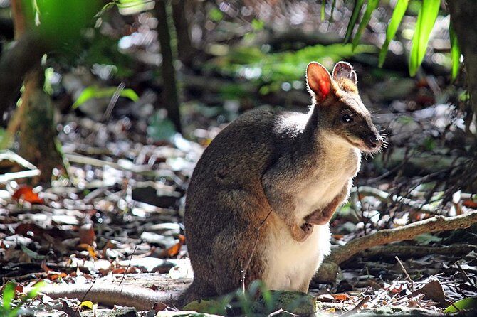 Fully Inclusive Blue Mountains Private Tour inc Scenic World & Featherdale Entry - A Deep Dive into the Tour Experience
