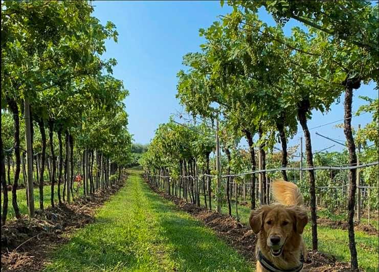 Fumane: Tasting of 5 Valpolicella and Amarone Vintage Wines - Practical Considerations and Tips