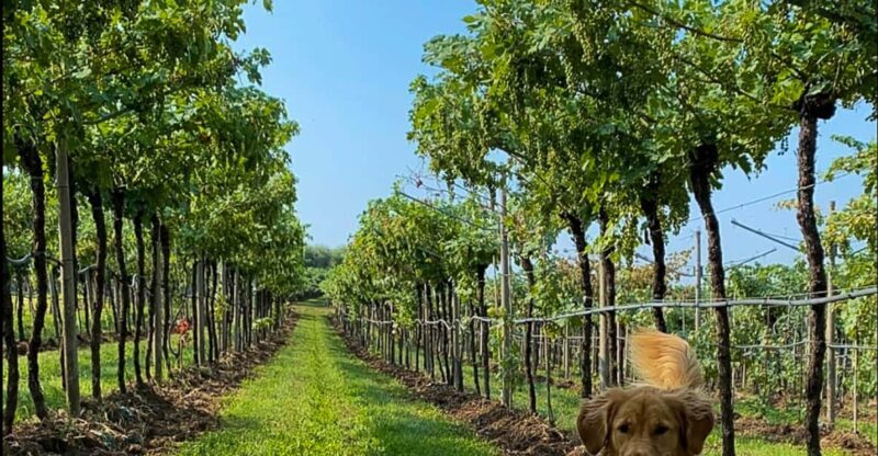 Fumane: Tasting of 5 Valpolicella and Amarone Vintage Wines - Final Thoughts