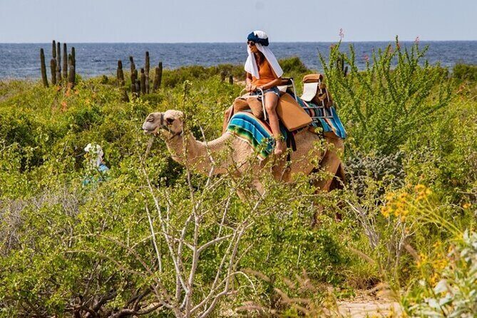 Fun Camel Ride and UTV COMBO with Tequila Tasting! - Frequently Asked Questions