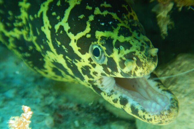 Fun dives Cozumel south marine park - What Makes This Tour Stand Out