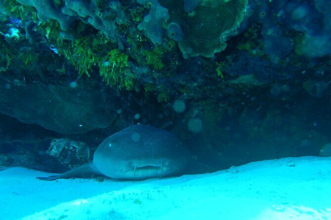 Fun dives Cozumel south marine park - Who Should Book This Tour?