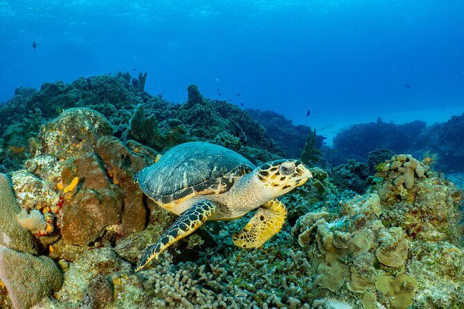 Fun dives Cozumel south marine park - Frequently Asked Questions