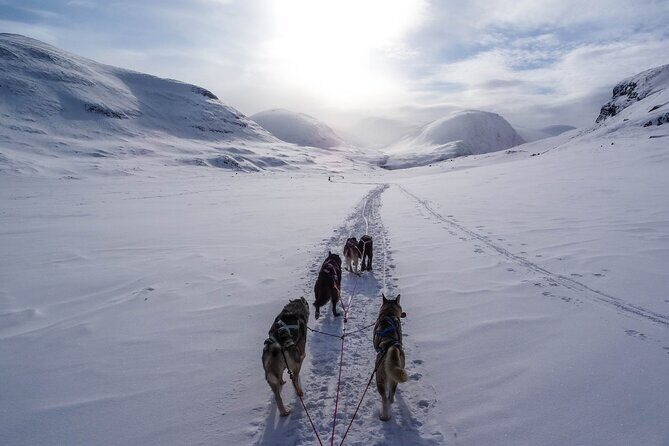 Fun & Easy Dog Sledding Adventure - Early Bird Tour - The Experience in Detail