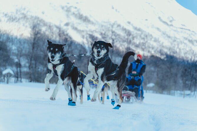 Fun & Easy Dog Sledding Adventure - Noon Tour - Authentic Dog Sledding Tour in Tromso: What You Need to Know